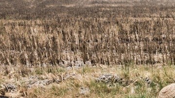 El cambio climático afecta la economía, la estabilidad social y la capacidad de producir alimentos para toda la población.