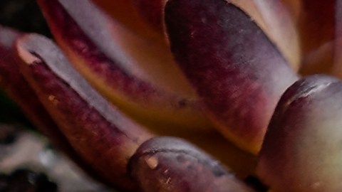 Las autoridades sanitarias instan a los consumidores a evitar el consumo de los huevos retirados del mercado.