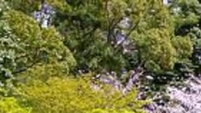 Después de la bomba atómica, Hiroshima seha convertido en uno de los principales centros industriales de Japón.