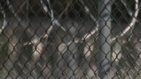DHS niega abuso de mujeres y niños en centros de detención de migrantes