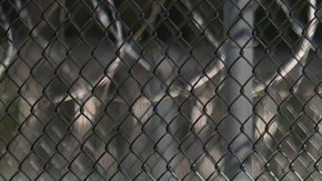 DHS niega abuso de mujeres y niños en centros de detención de migrantes