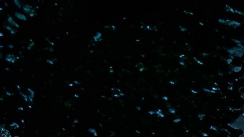 Perseidas