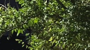 Oficiales del sheriff del condado de Clay encontraron los cuerpos de la pareja.