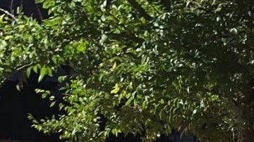 Oficiales del sheriff del condado de Clay encontraron los cuerpos de la pareja.