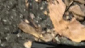 Arma falsa recuperada en la escena.