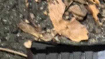 Arma falsa recuperada en la escena.