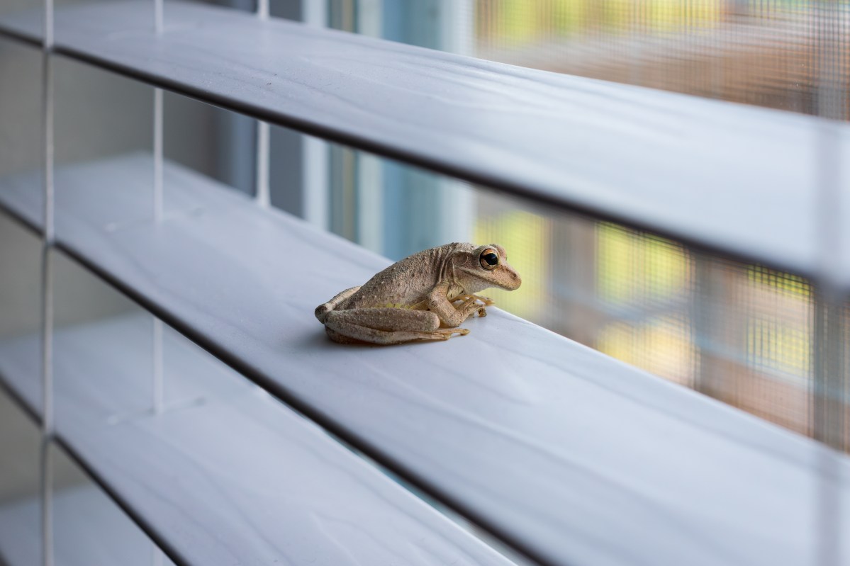 6 animales que atraen buena suerte cuando se meten en casa: no los espantes