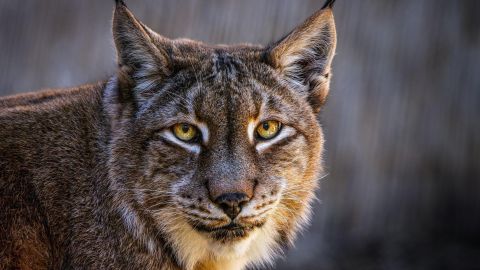 Lince