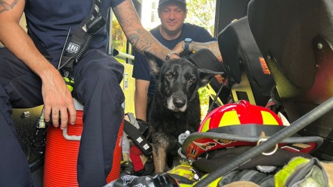 Bella se reencontró con sus antiguos dueños