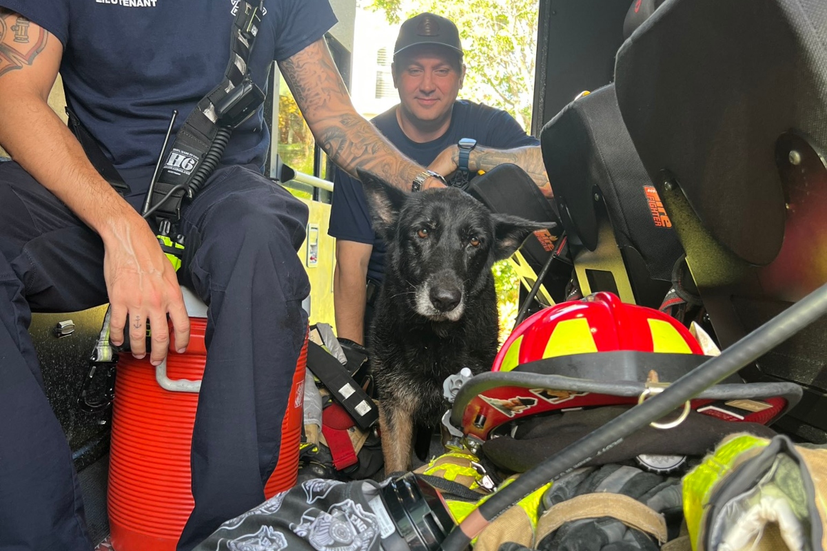 Tras seis años de estar desaparecida, perrita se reencuentra con sus dueños