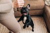 El bulldog francés es una raza de perro pequeño, cómico y afable, que sobresale como mascota de compañía y que solo busca afecto.