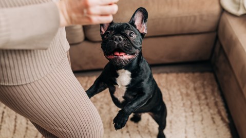 El bulldog francés es una raza de perro pequeño, cómico y afable, que sobresale como mascota de compañía y que solo busca afecto.