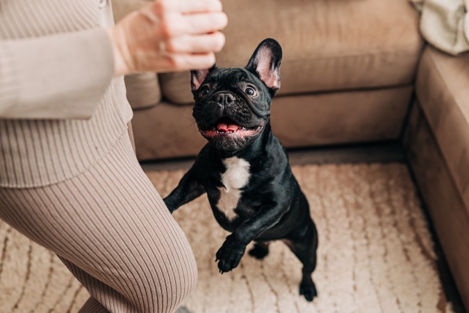 El bulldog francés es una raza de perro pequeño, cómico y afable, que sobresale como mascota de compañía y que solo busca afecto.