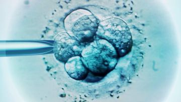 Fecundación in vitro