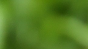 Aprovecha de los beneficios de las cáscaras de cebolla y ajo para la salud.