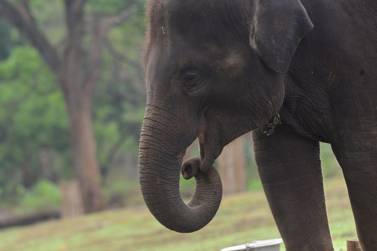 Elefante ataca a un turista que le tomaba fotos: acabó hospitalizado y multado