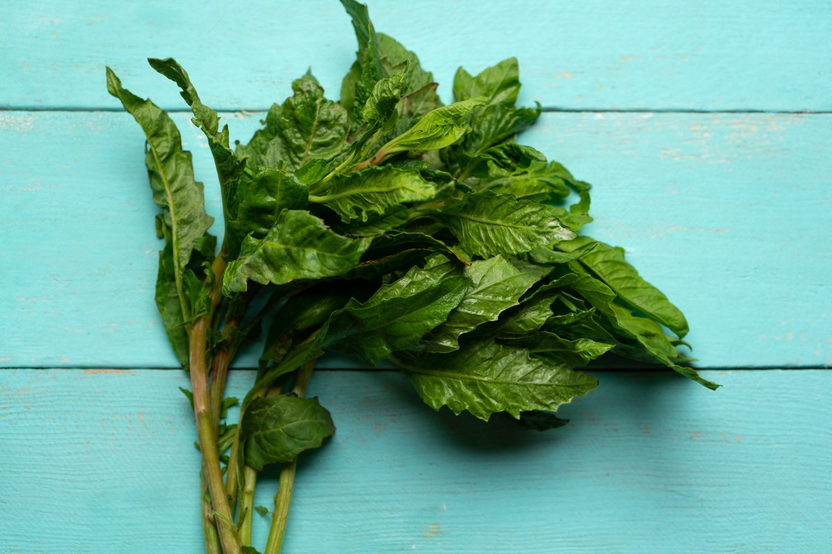 Epazote: Descubre sus usos, beneficios y cómo preparar su té