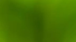 El ajuste de la norma para la elaboración del jugo de naranja no afectará el sabor ni el nivel nutricional del producto.