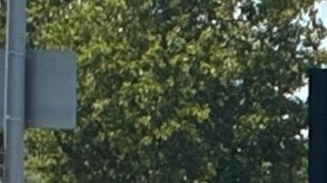 Grupos de danza folklórica,  carrozas,  y convoyes de autos decorados engalanaron la fiesta.