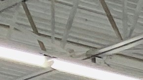 En distintos colores, tamaños y diseños, Walmart vende una amplia variedad de cuadernos escolares.