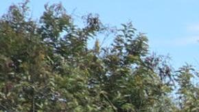 Instalan en Colombia valla con recompensa de EE.UU. por Maduro y Diosdado Cabello