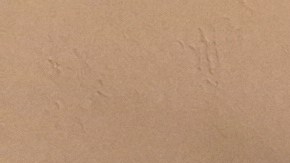 Antonieta Cadiz, directora de Climate Power interpreta que en comparación con el resto del país, los neoyorquinos tienen una compresión más clara de los desafíos del calentamiento global.