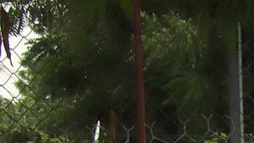 Migrantes reciben atención médica en la ciudad de Tapachula.