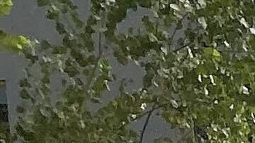 La Oficina del Médico Forense determinará de forma oficial la causa de su muerte.