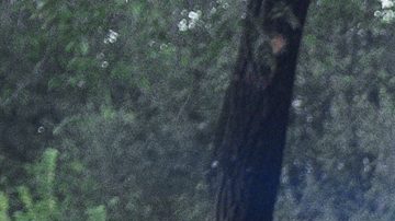 Una víctima de un tiroteo es trasladada en ambulancia desde el lugar del incidente durante el Desfile del Día de las Indias Occidentales.