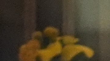 De izquierda derecha: Karoline Leavitt, Pam Bondi, Donald Trump, Arabella Kushner and Jared Kushner durante la final del US Open.