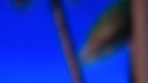 Adamari López, presentadora puertorriqueña de televisión.