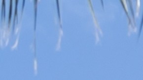 Hasta la fecha no se han reportado lesiones ni reacciones adversas por el consumo hasta el momento.