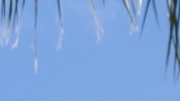 Hasta la fecha no se han reportado lesiones ni reacciones adversas por el consumo hasta el momento.