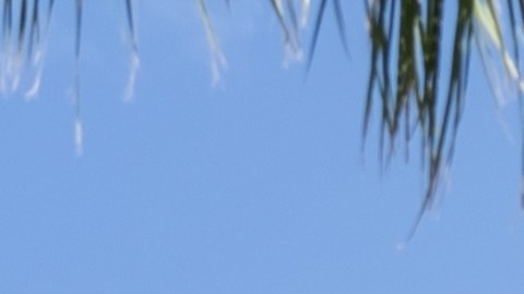 Hasta la fecha no se han reportado lesiones ni reacciones adversas por el consumo hasta el momento.