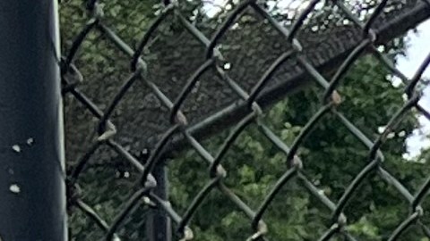 Toñita y el Caribbean Social Club revivieron la liga de béisbol en Brooklyn