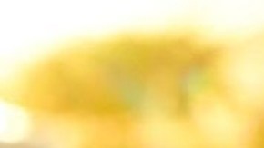 Oficial de CBP pidió a un vehículo una segunda revisión y fue cuando hallaron las drogas.