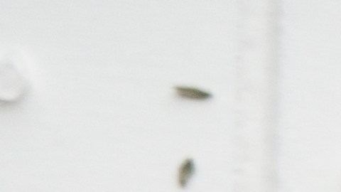 Los camarones de una empresa de Indonesia distribuidos en varios estados de EE.UU. se manipularon en condiciones insalubres y corren el riesgo de contaminación radiactiva.
