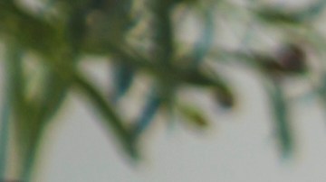 Niñera
