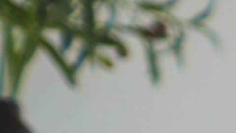 Niñera