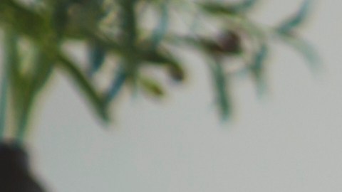Niñera