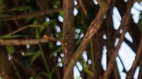 Dianne-Morales, directora de El Puente