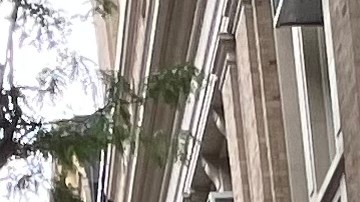 Estudiantes de NYC listos para regreso a clases pero sin celulares