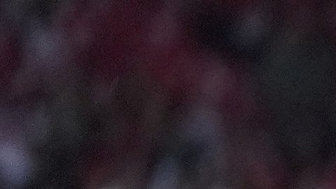 La selección española posa para una foto grupal.