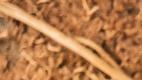 Dieta cetogénica