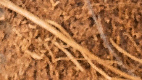 Dieta cetogénica