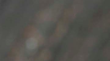 Los bagres fueron distribuidos en tres estados del país.