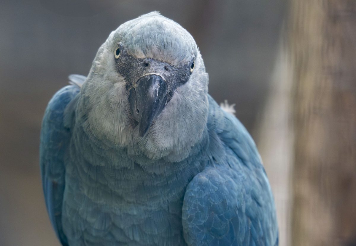 Milagro en Bélgica: nace un guacamayo azul de Spix, especie extinta en libertad