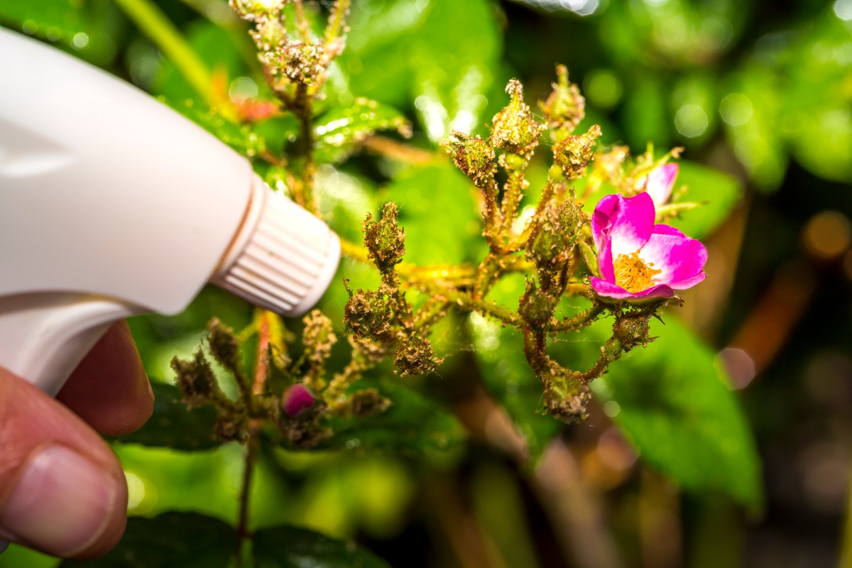 Por qué se recomienda rociar vinagre en el jardín de tu casa hasta el mes de noviembre