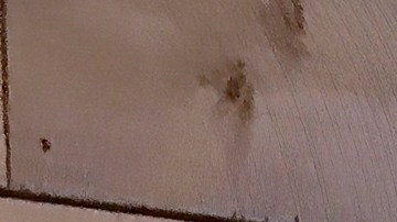 Rusia otorgó la ciudadanía a la estadounidense que acusó a Joe Biden de acoso sexual