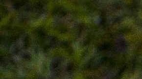 Boxeador Jesús Iván Mercado, hallado sin vida entre Sonora y Baja California.